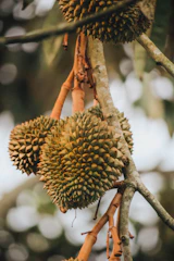 Close-up of ripe durians hanging heavy on sturdy branches.