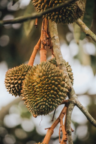 Clusters of spiky durian fruits hang from the branches, surrounded by blurred foliage in the background.