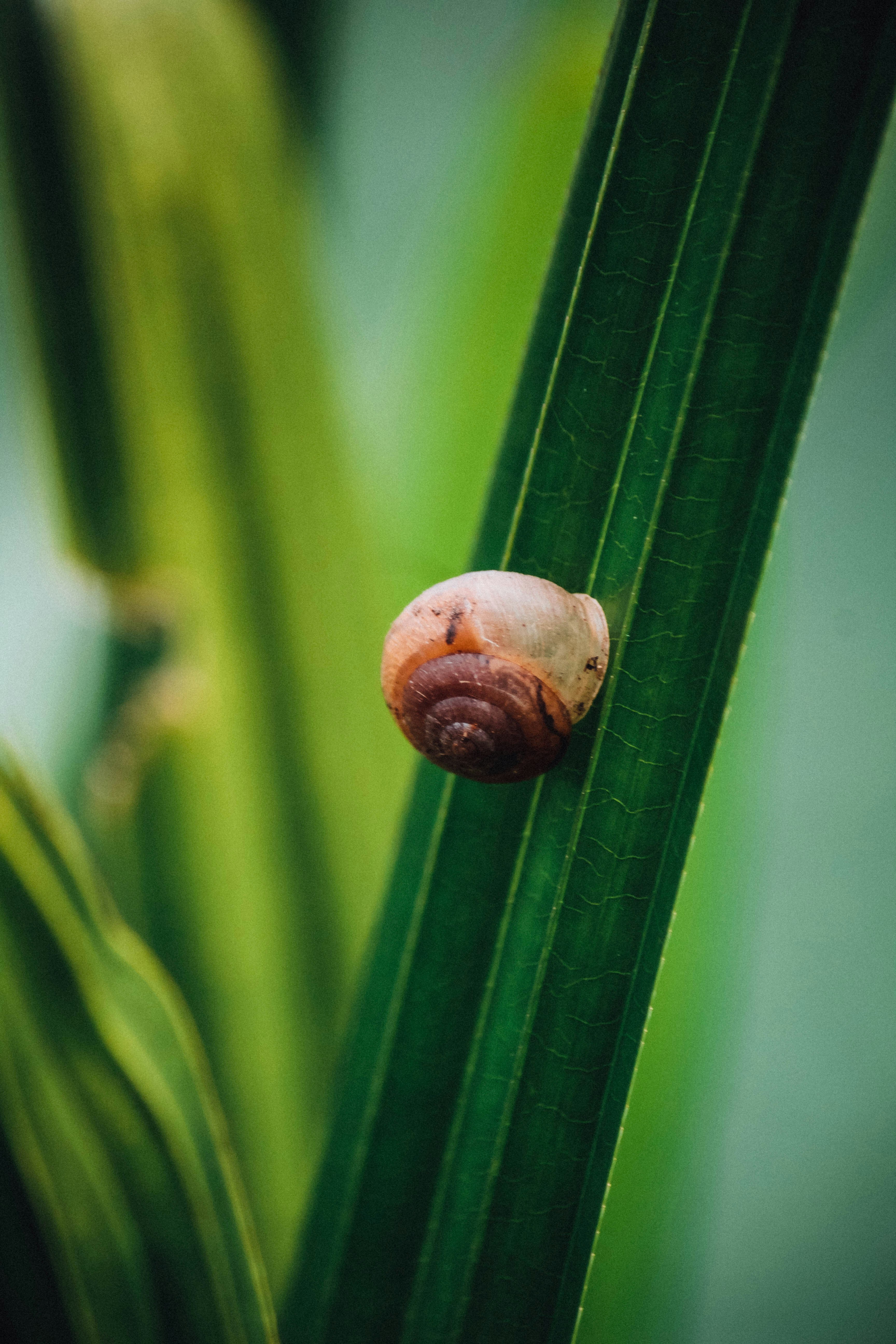 a bug crawling on top of a green leaf