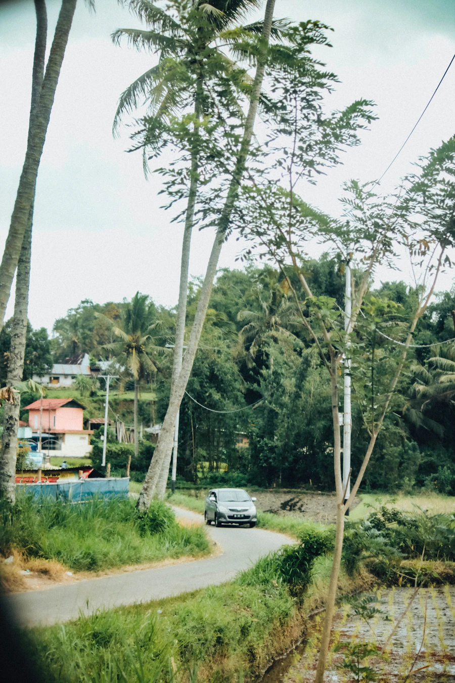 Scenic coastal palm-lined Bali road on the drive from the airport