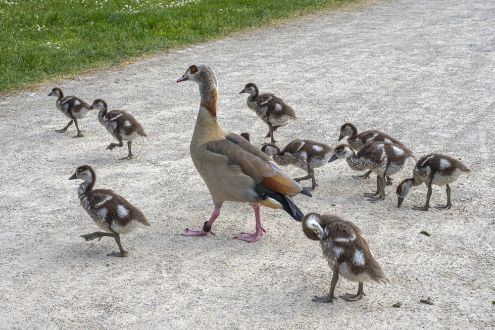a flock of ducks walking across a gravel road