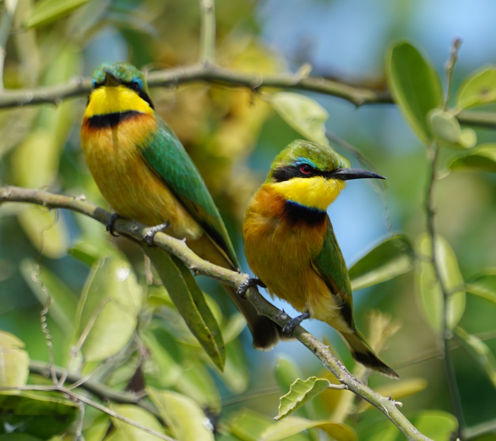 two colorful birds perched on a tree branch