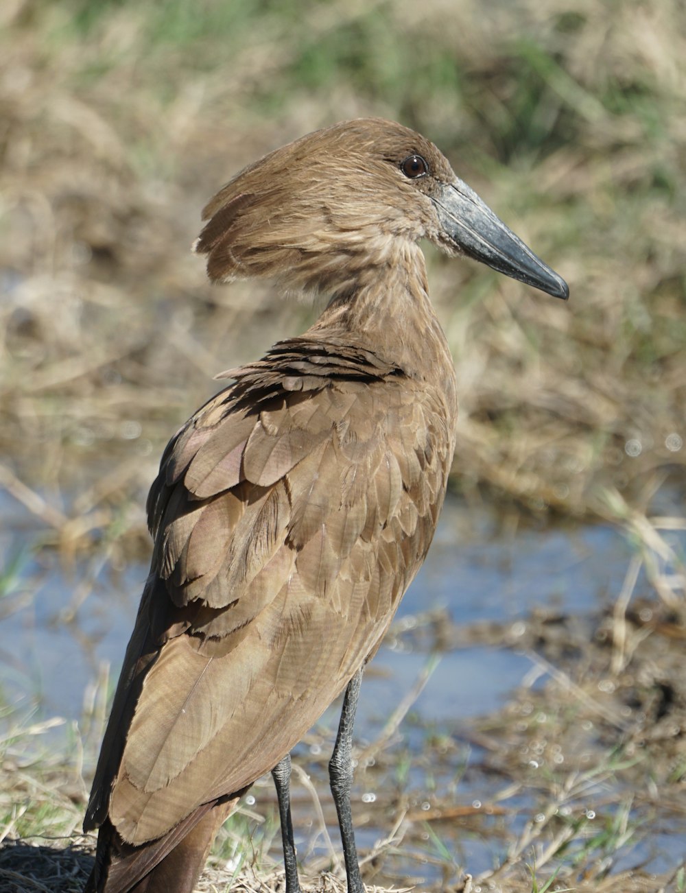 a brown bird standing on top of a dry grass field