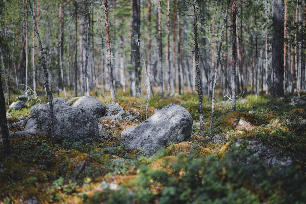 a forest filled with lots of trees and rocks