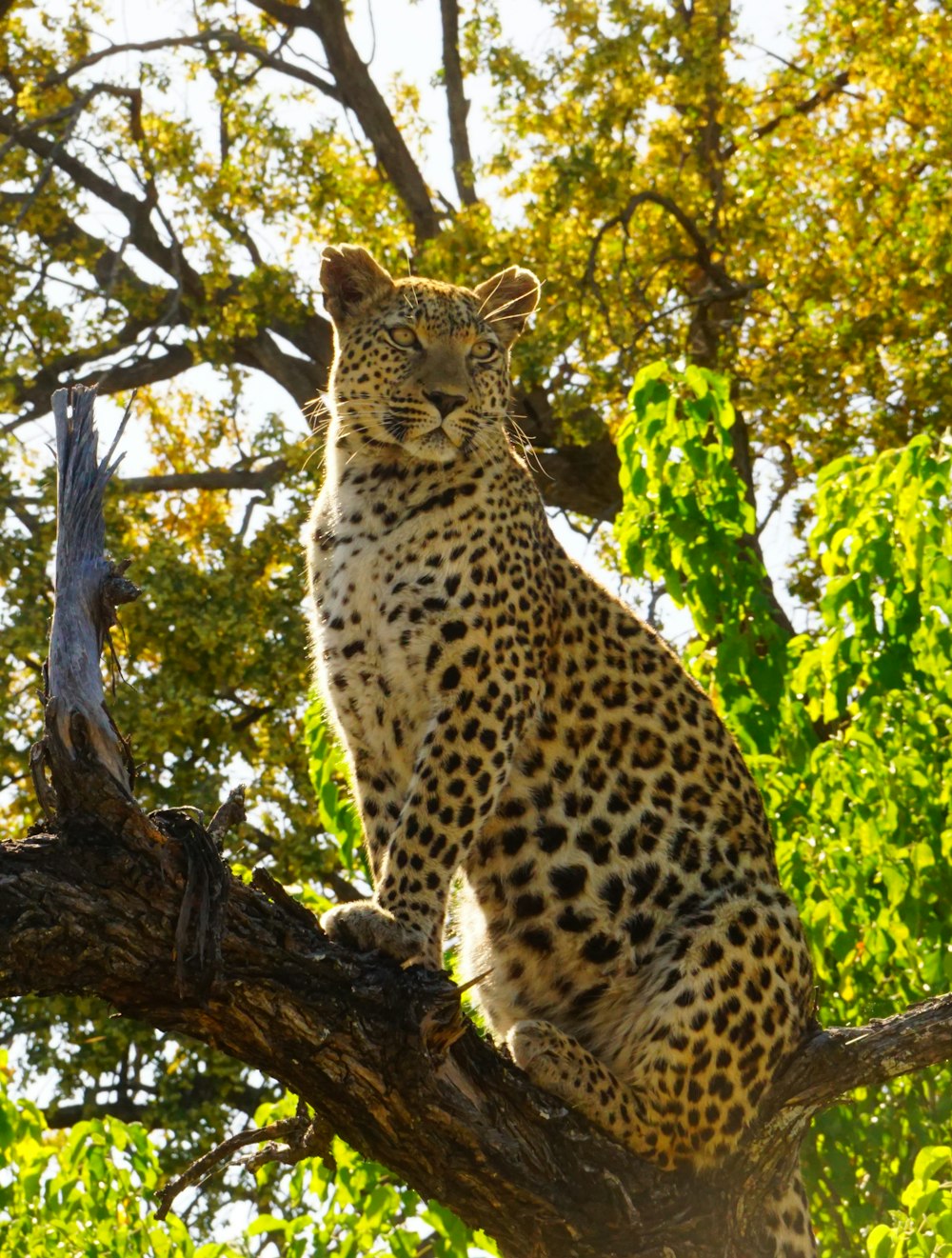 a leopard sitting on top of a tree branch