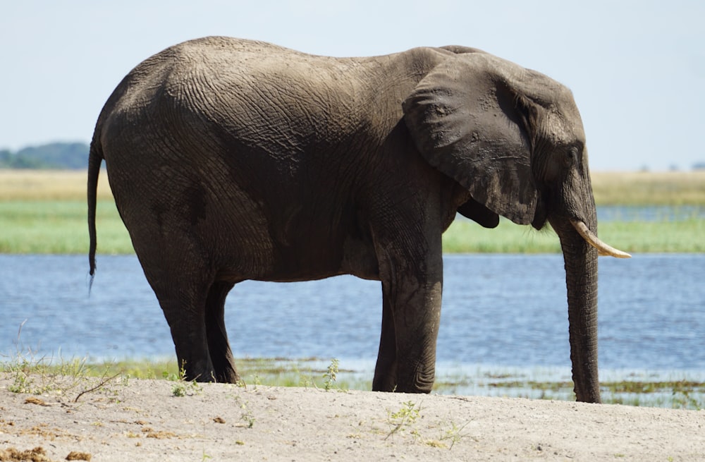 an elephant standing on a beach next to a body of water