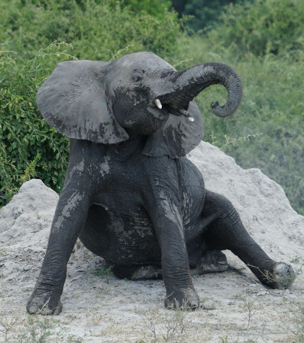an elephant sitting on top of a pile of dirt