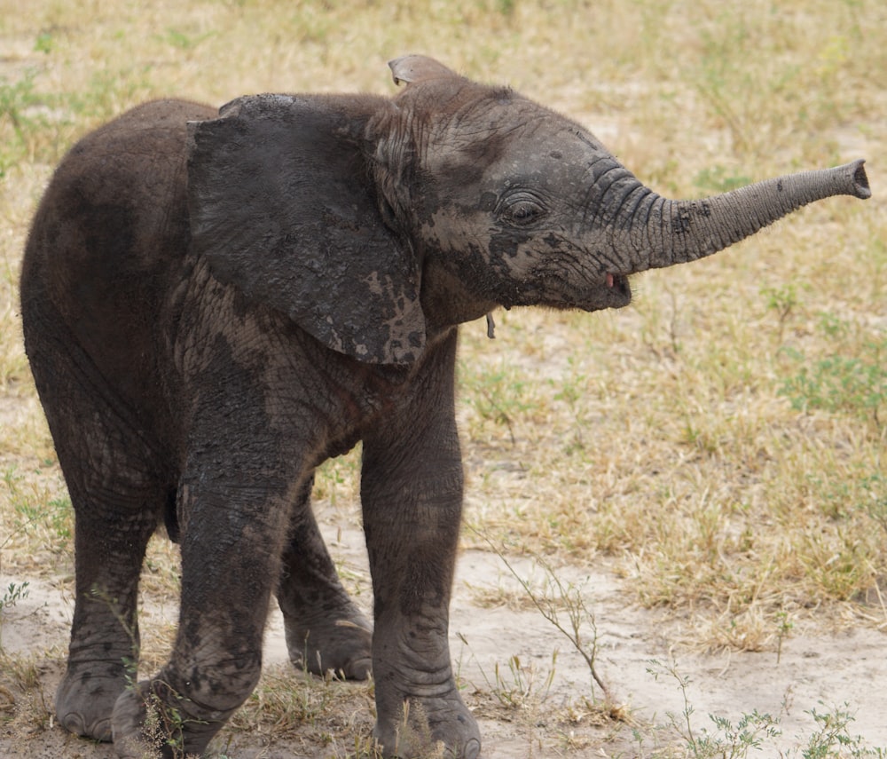 a baby elephant standing on top of a dry grass field