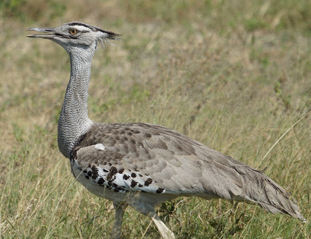 a large bird standing in a grassy field