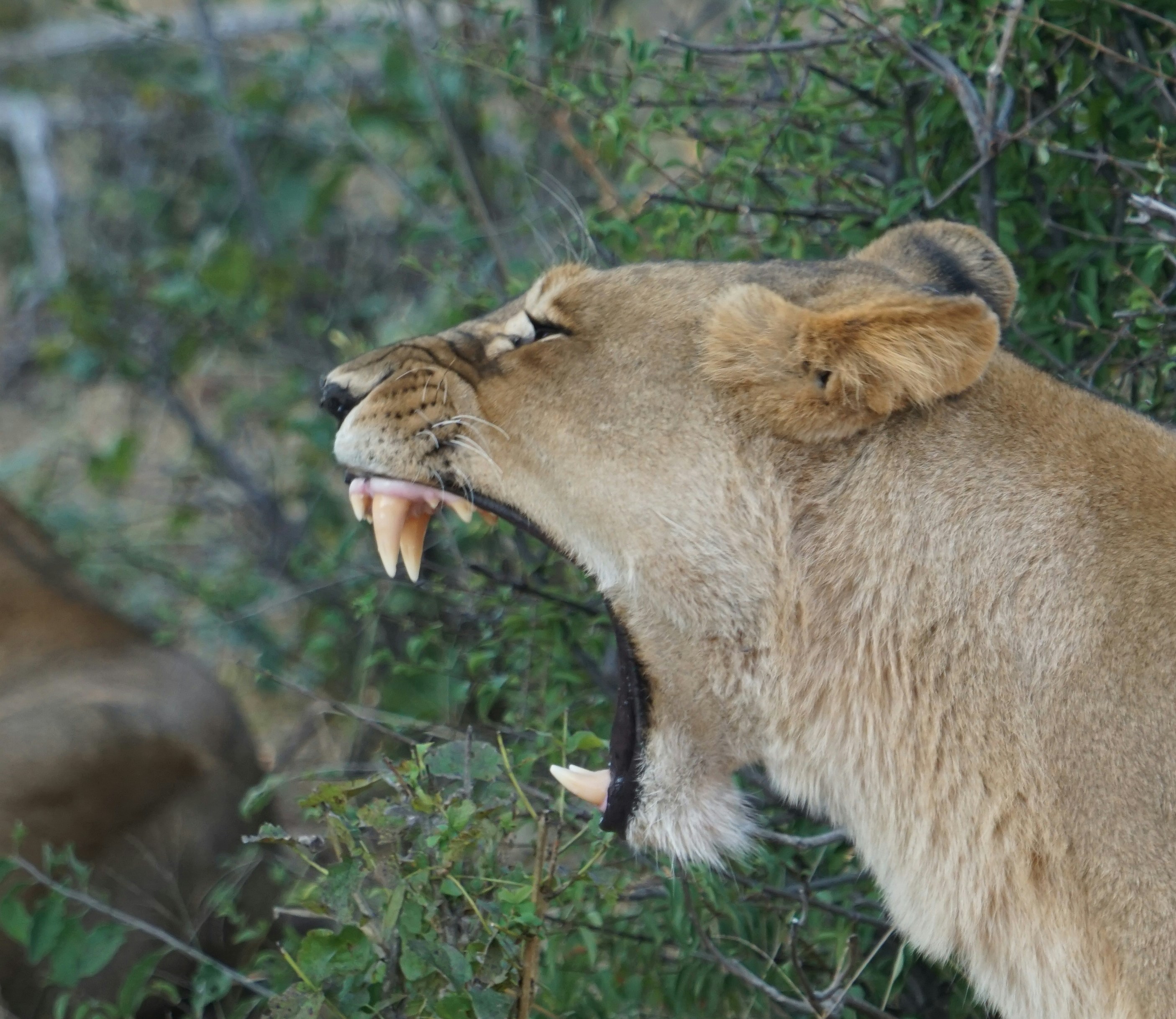 Poaching: Big Business, Big Problem (image credits: unsplash)