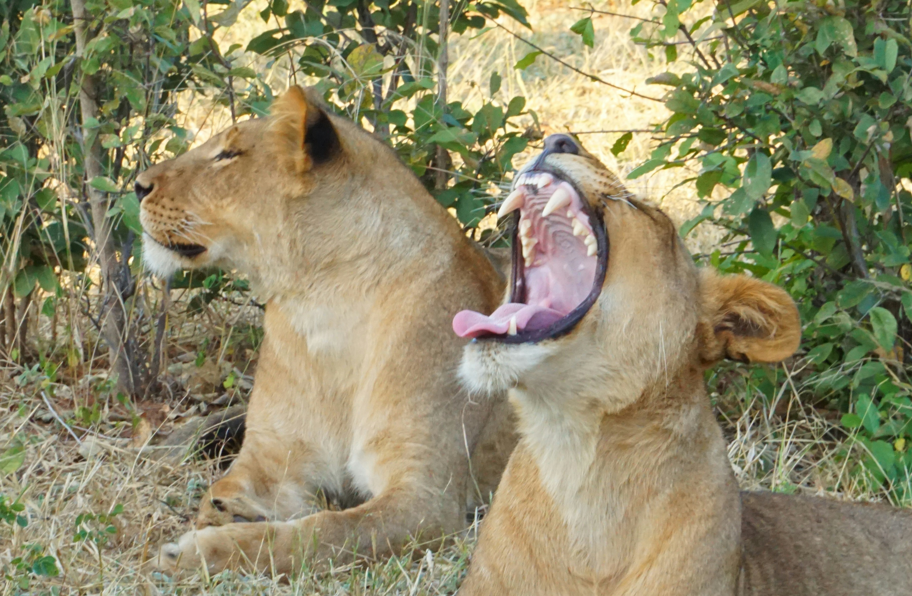 Puppy Eyes and Purrs—They Cared for Each Other (image credits: unsplash)