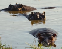 Three hippos are partially submerged in a calm body of water, with only their heads and backs visible. The hippos are lined up in a row, appearing relaxed and peaceful as they bask in the water. The surrounding water reflects the natural light, creating a serene atmosphere.
