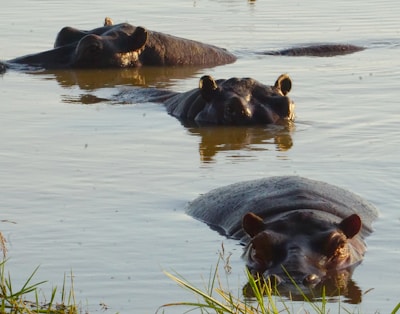 Three hippos are partially submerged in a calm body of water, with only their heads and backs visible. The hippos are lined up in a row, appearing relaxed and peaceful as they bask in the water. The surrounding water reflects the natural light, creating a serene atmosphere.