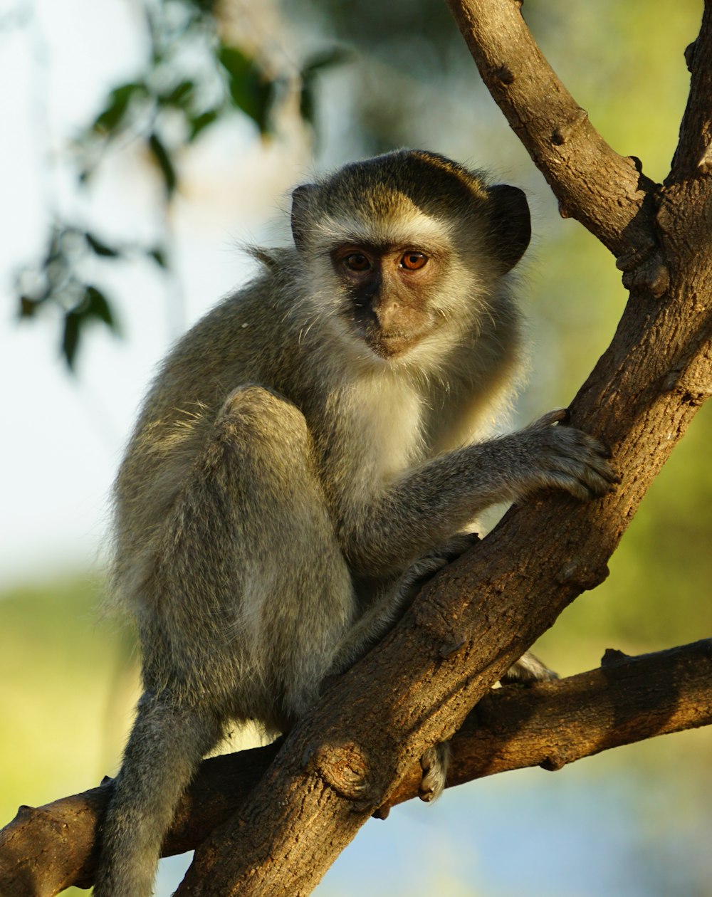 a monkey is sitting on a tree branch