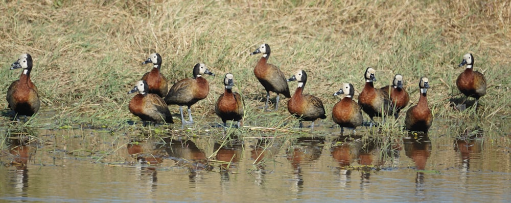 a flock of ducks standing on top of a body of water