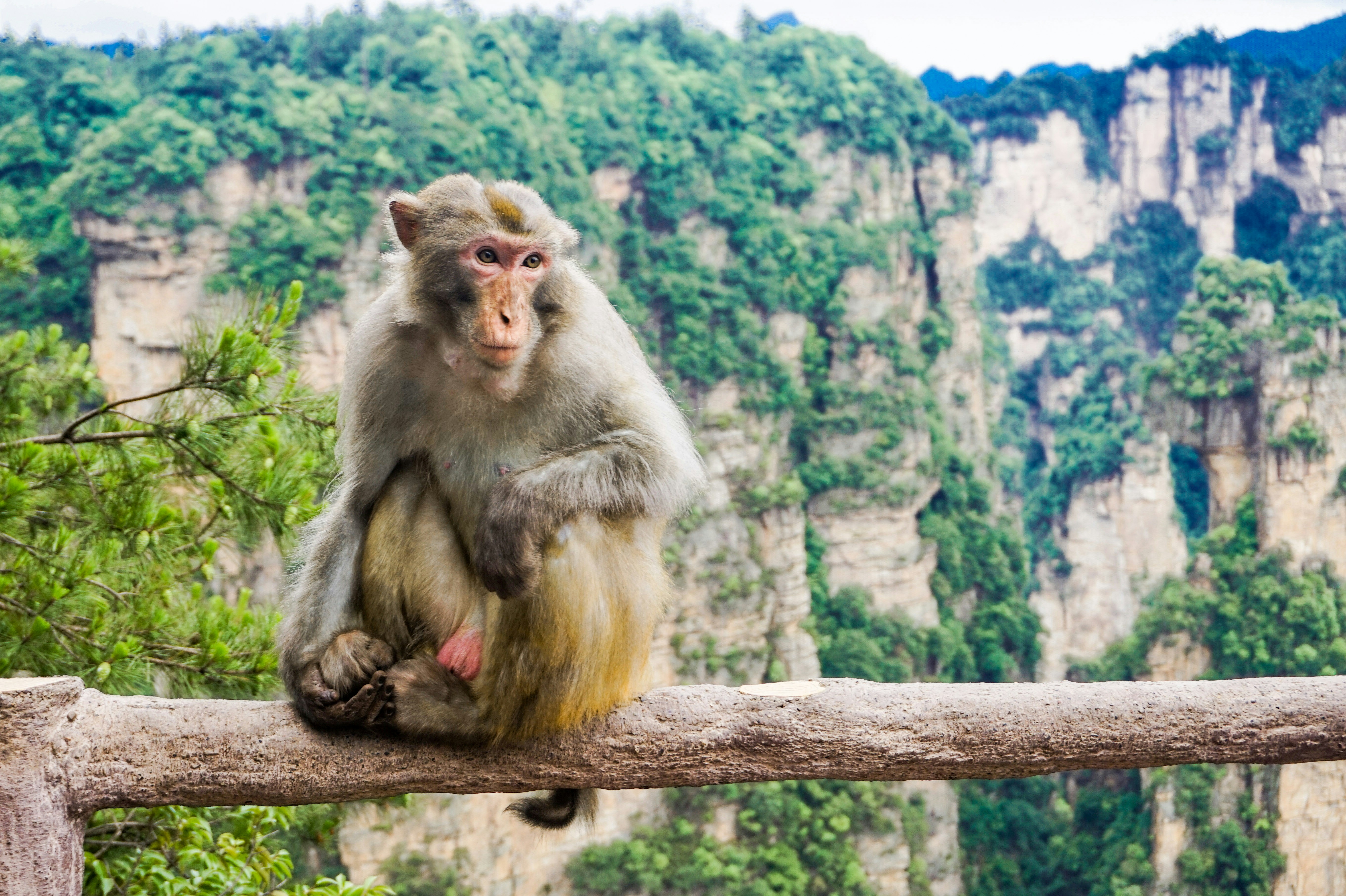 a monkey sitting on a tree branch in front of a mountain