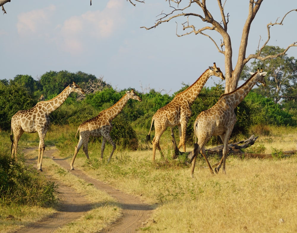a herd of giraffe walking across a grass covered field