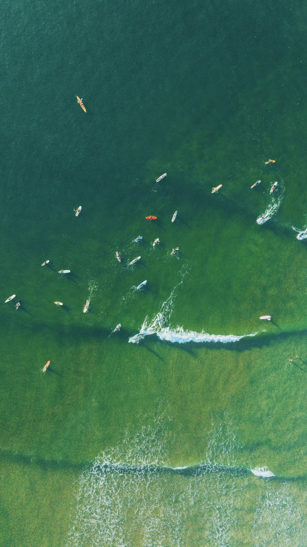 a flock of birds flying over a body of water