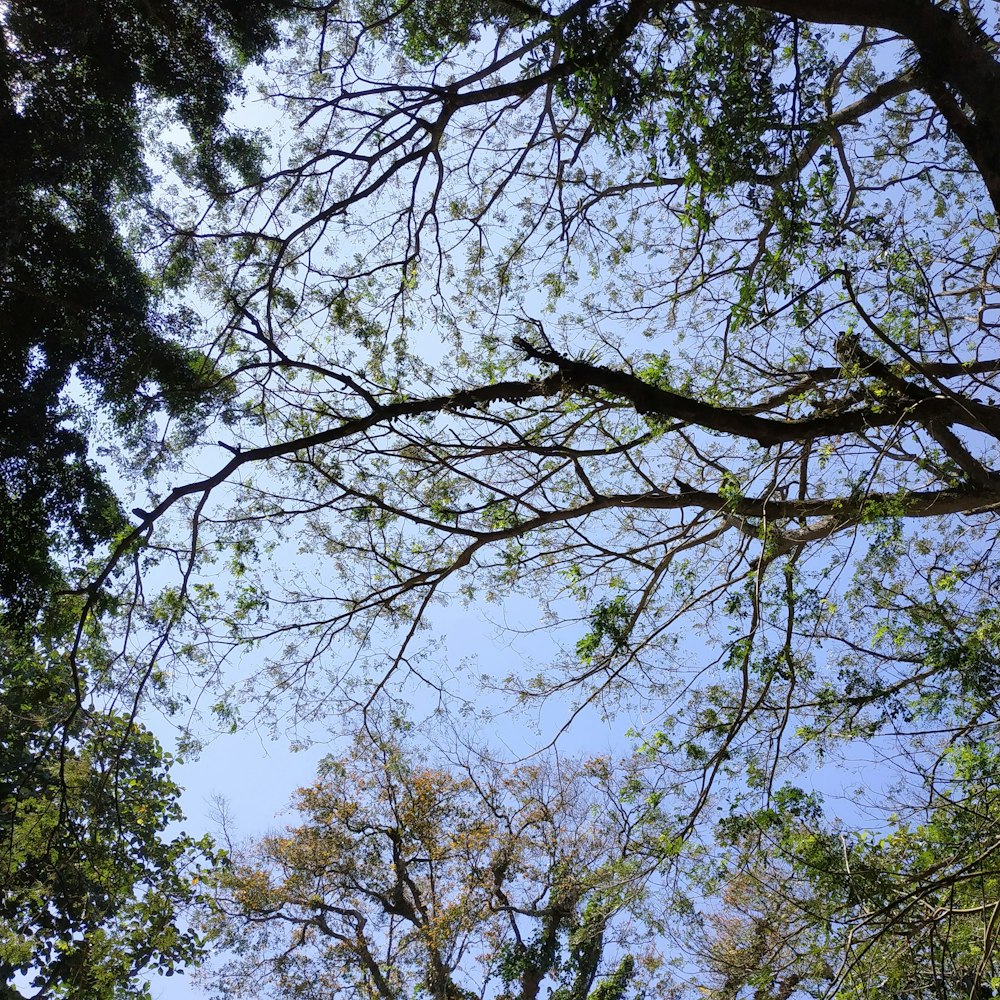looking up at the branches of a tree