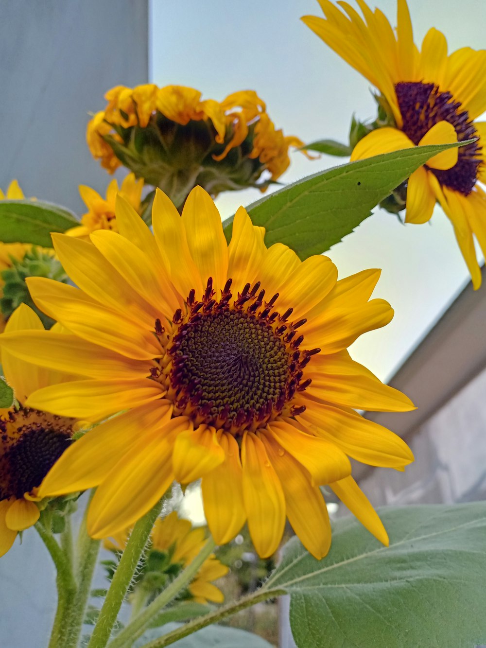 a vase filled with yellow sunflowers on top of a table