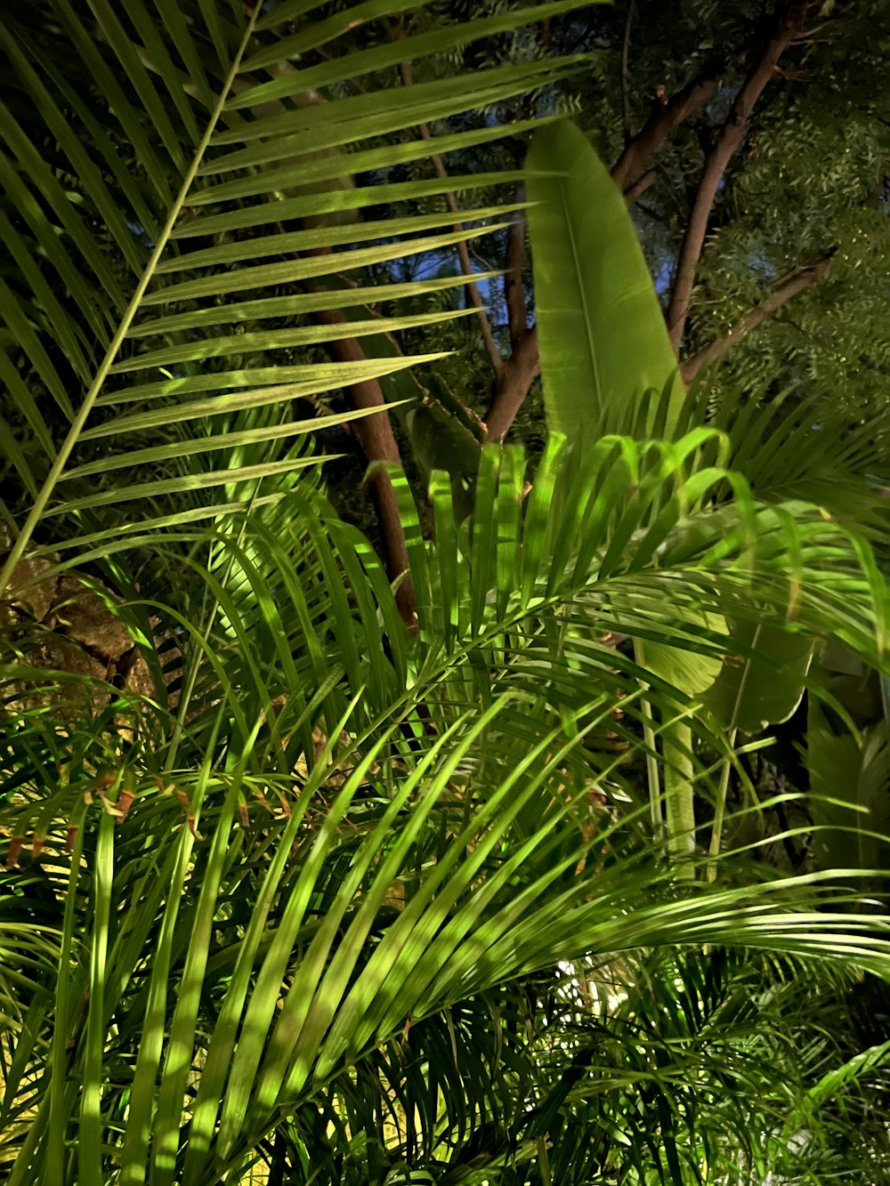 a close up of a leafy plant with trees in the background