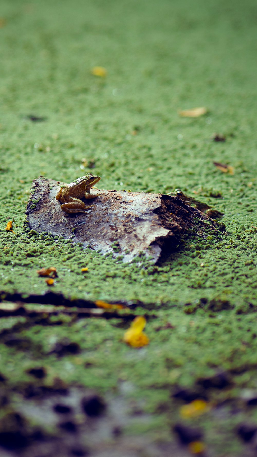 a frog that is sitting on a rock in some water