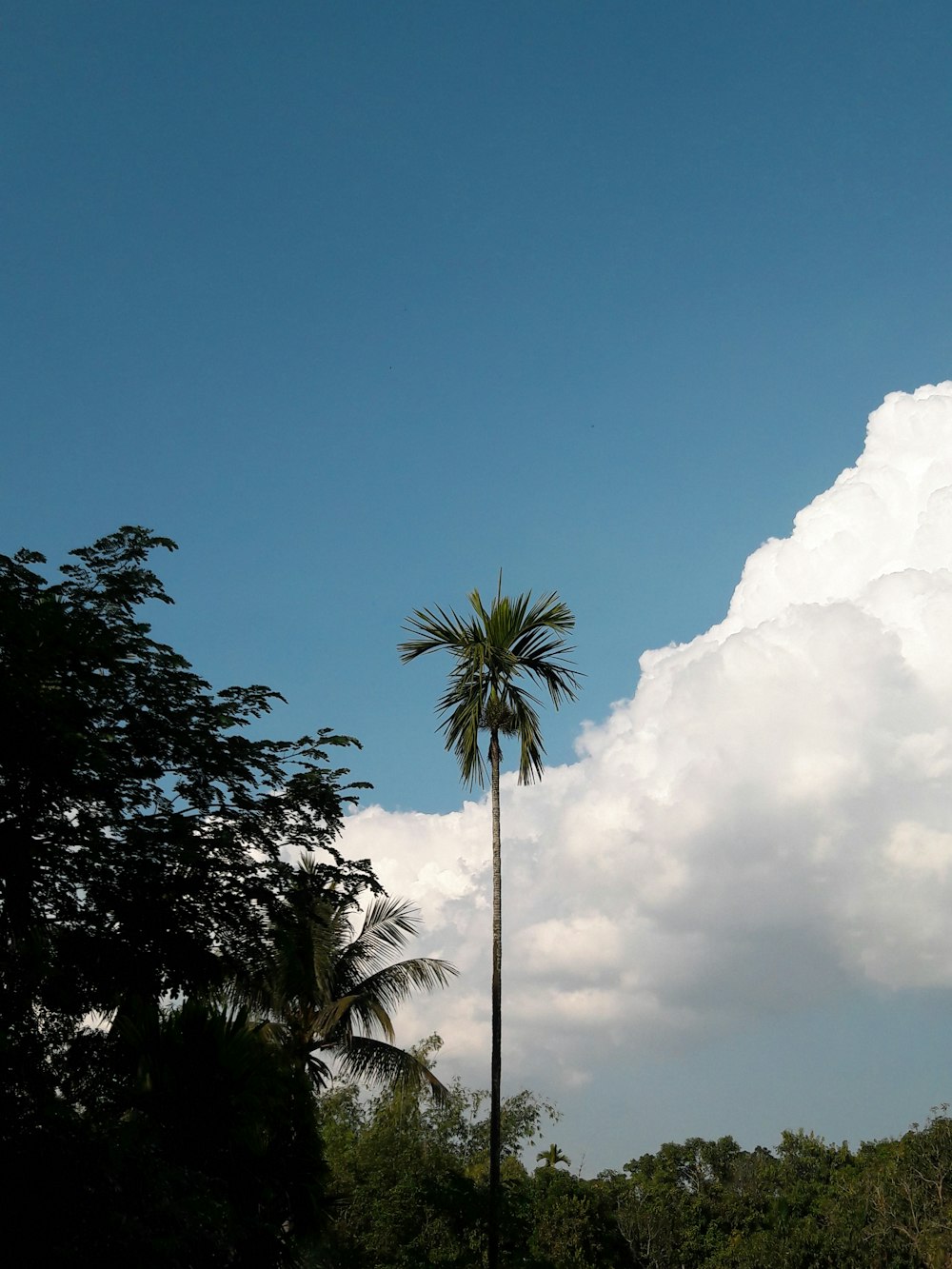 a tall palm tree sitting next to a lush green forest