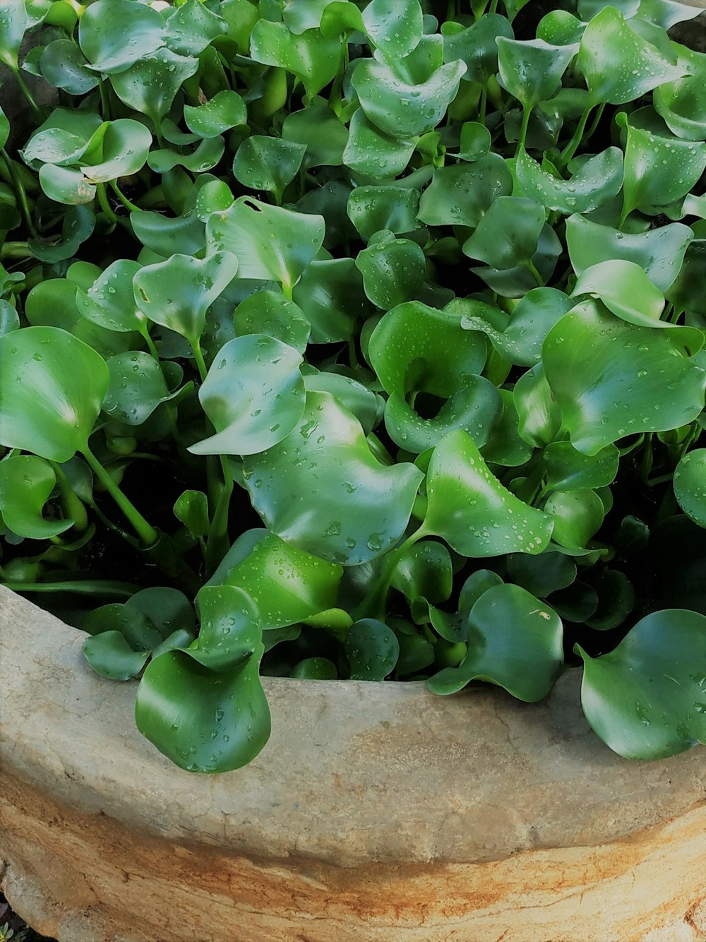 a close up of a potted plant with green leaves