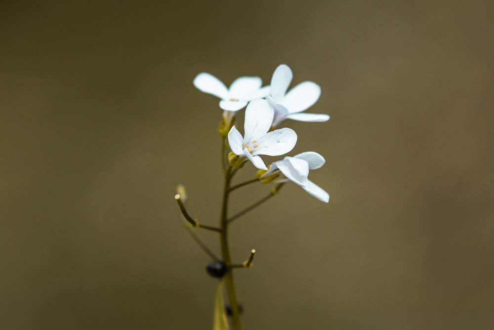 a close up of a white flower on a stem