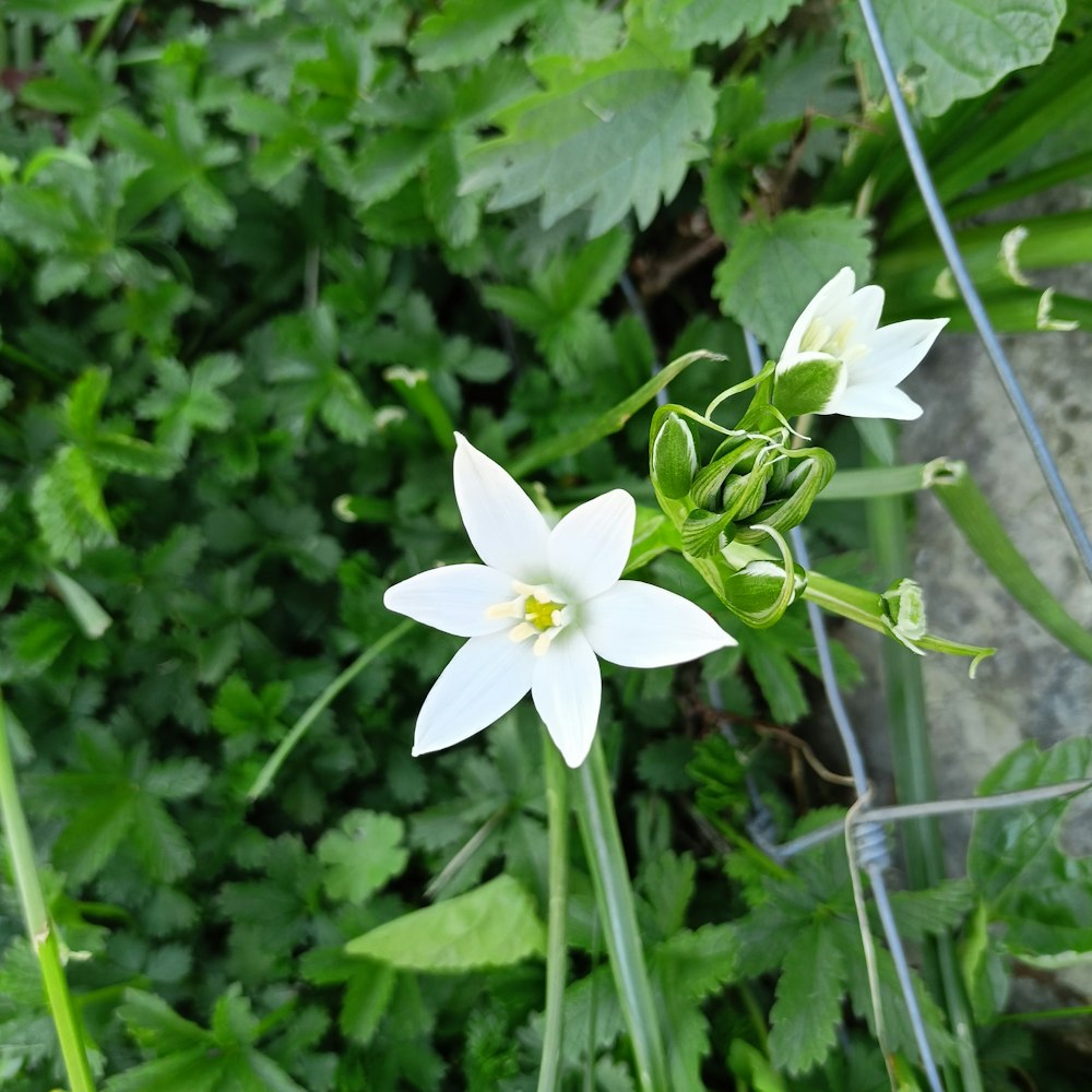 a close up of a flower near a fence