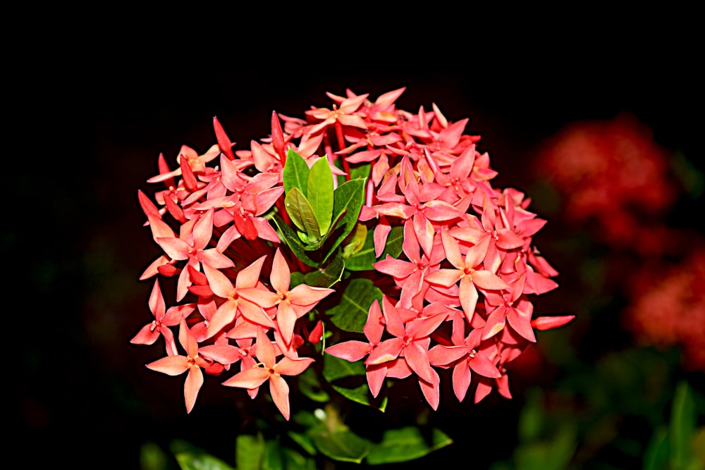 a close up of a pink flower with green leaves