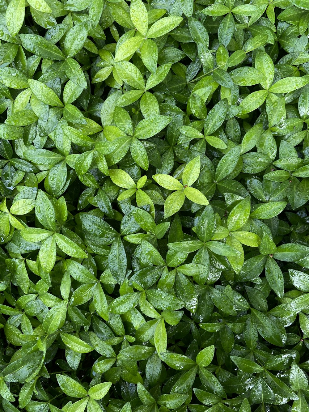 a close up of a bush with green leaves