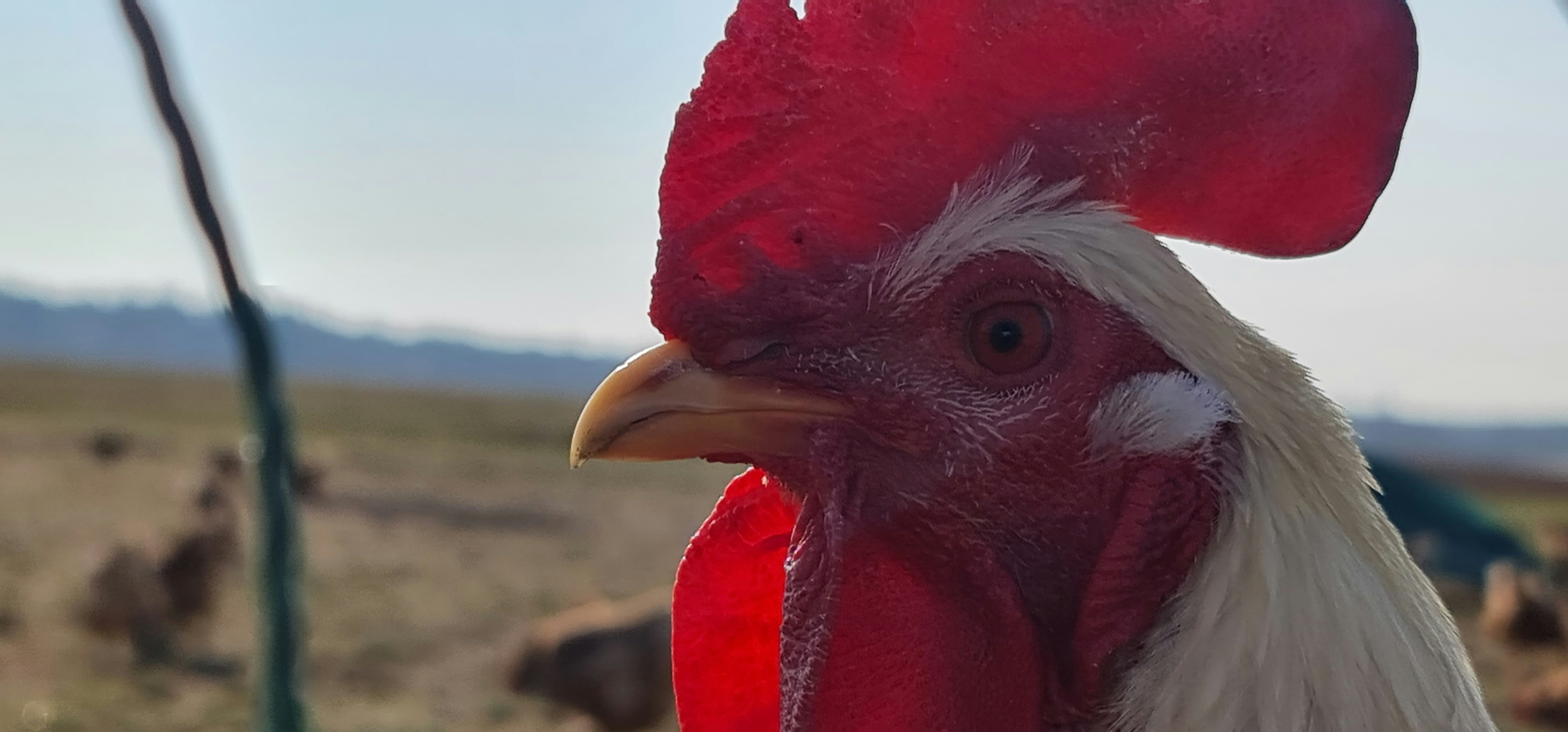 a close up of a rooster in a field