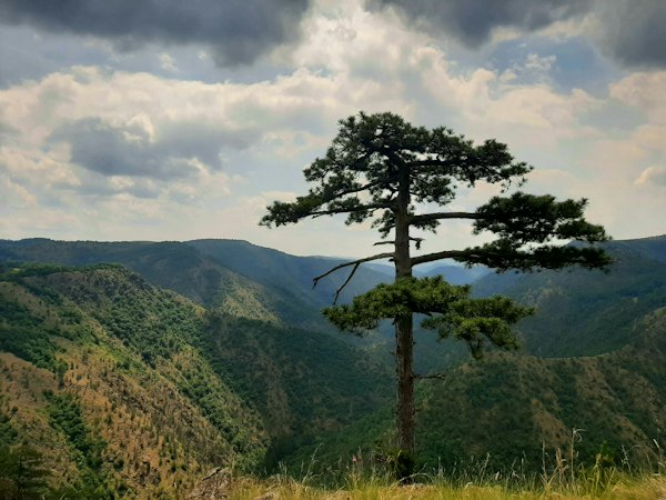 کاج تنها بر فراز دره‌ای جنگلی در کوهستان غرب صربستان
