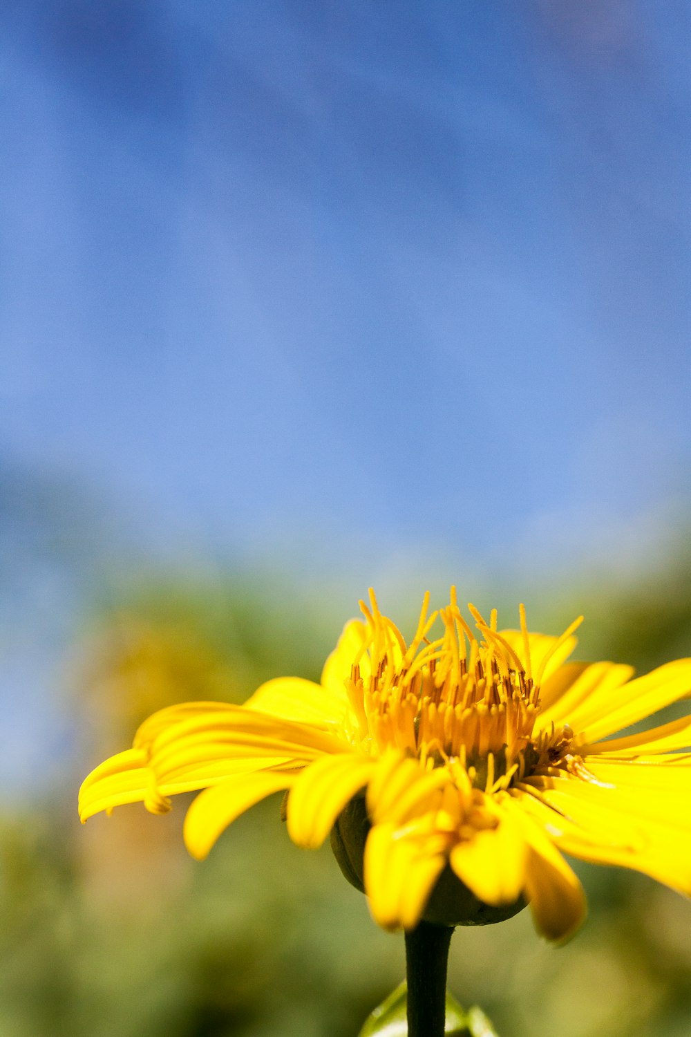 a yellow flower with a blue sky in the background