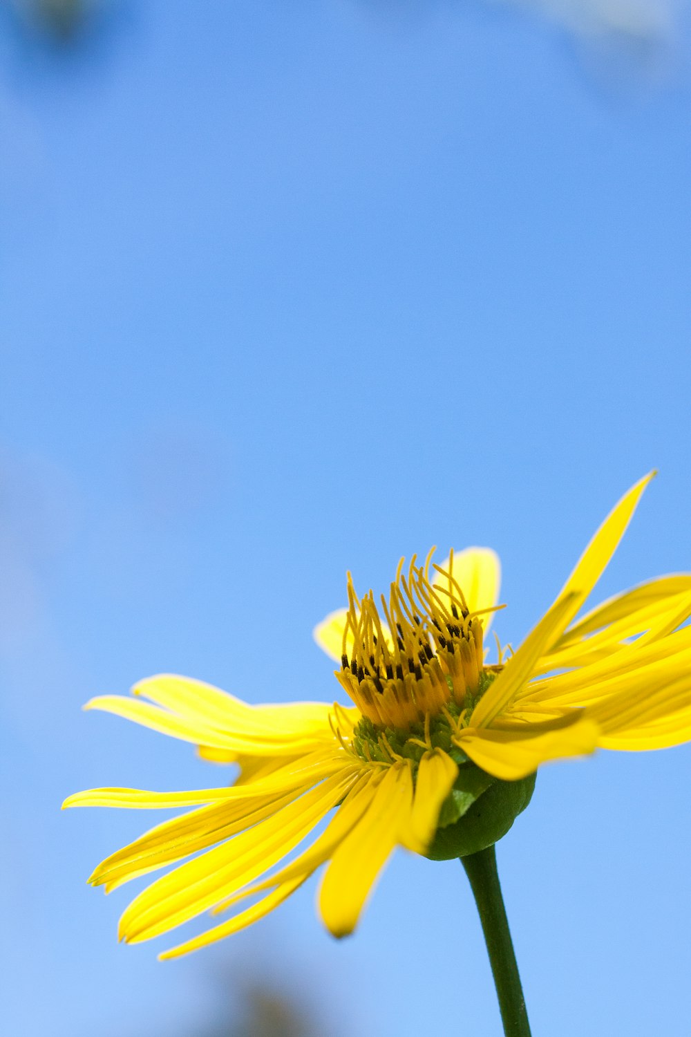 a yellow flower with a blue sky in the background