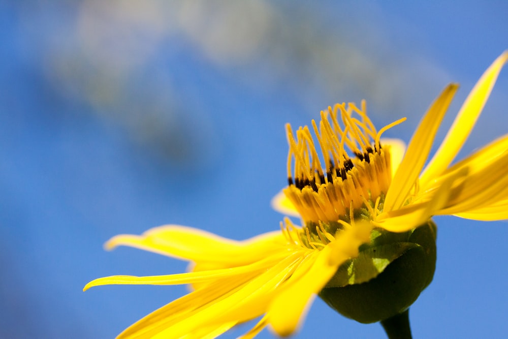 a yellow flower with a blue sky in the background