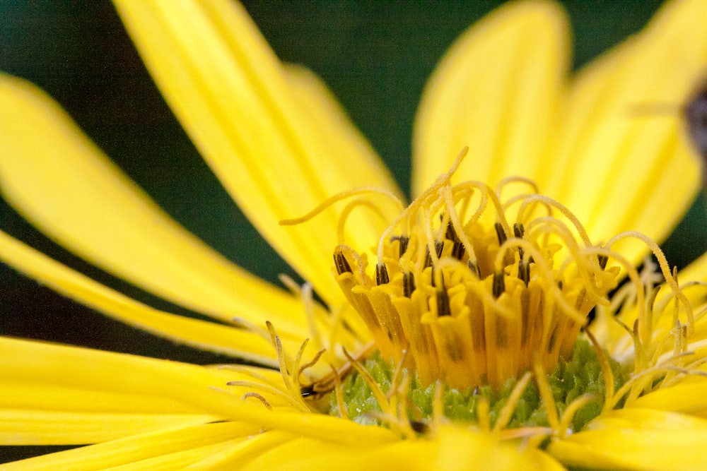 a close up of a yellow flower with a bee on it