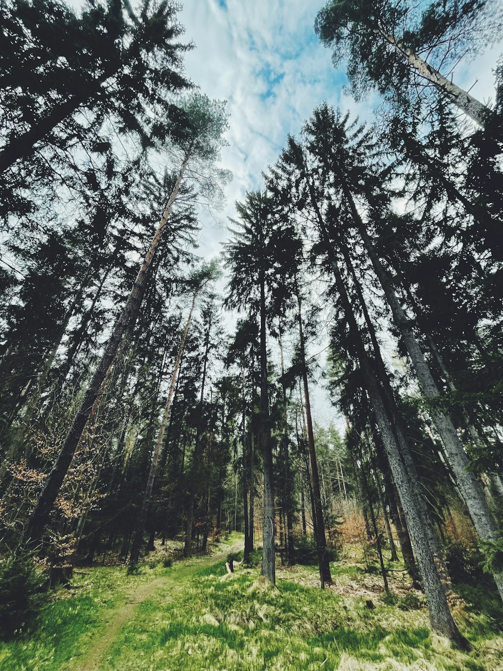 a forest filled with lots of tall trees