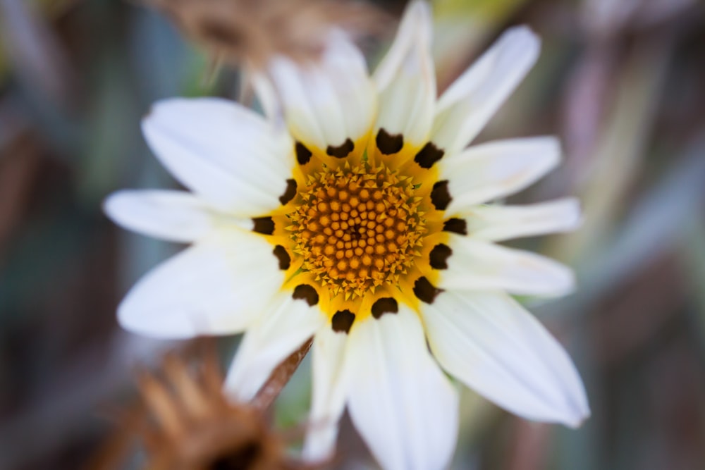 a close up of a white and yellow flower