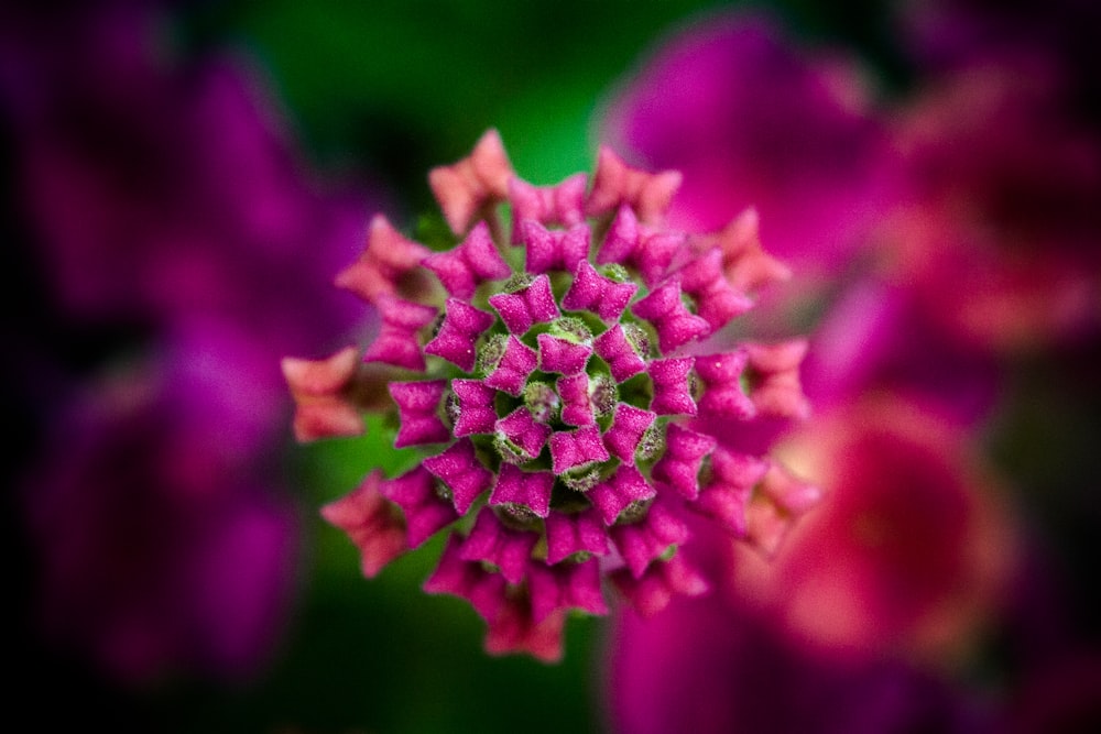 a close up view of a pink flower