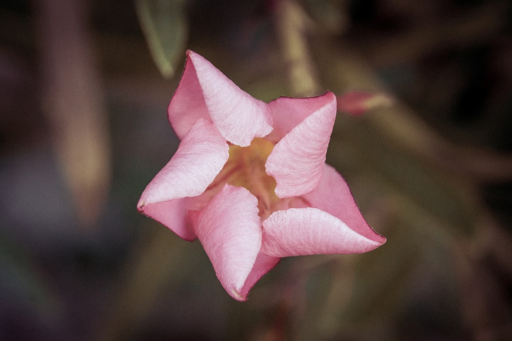 a pink flower with green leaves in the background