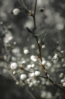 Close-up of rare white tea buds with soft shadows highlighting their freshness.