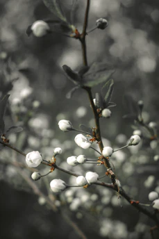 Close-up of rare white tea buds with soft shadows highlighting their freshness.