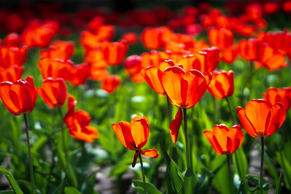 a field of red flowers with green leaves