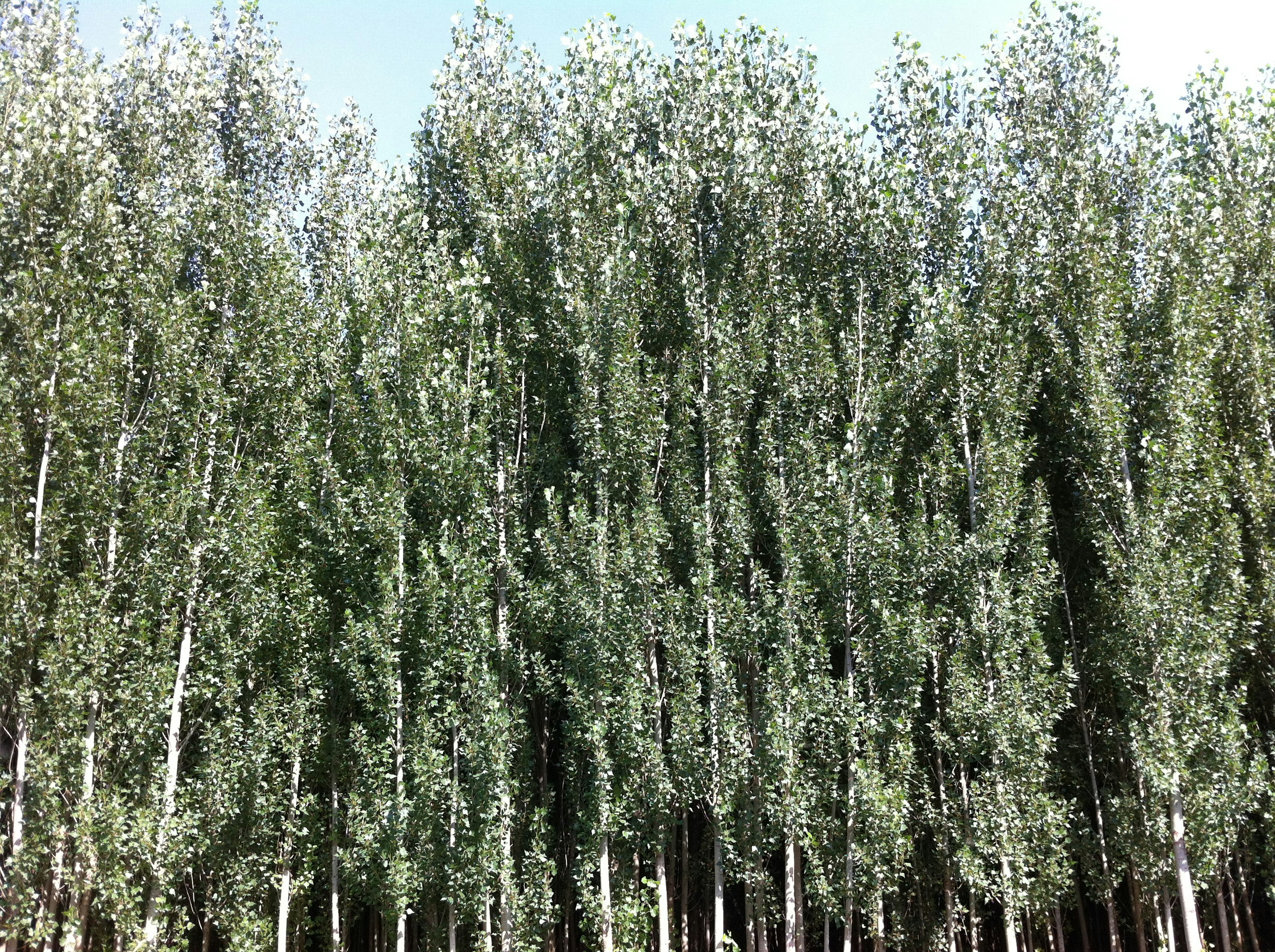 photo-1652881680720-45ba2ce7b9e3?ixid=M3wxMjA3fDB8MXxzZWFyY2h8M3x8MDAwJTIwcGlwYSUyMGRlJTIwYnJlem98ZW58MHx8fHwxNzU1MTk3MTkzfDA\u0026ixlib=rb-4.1.0