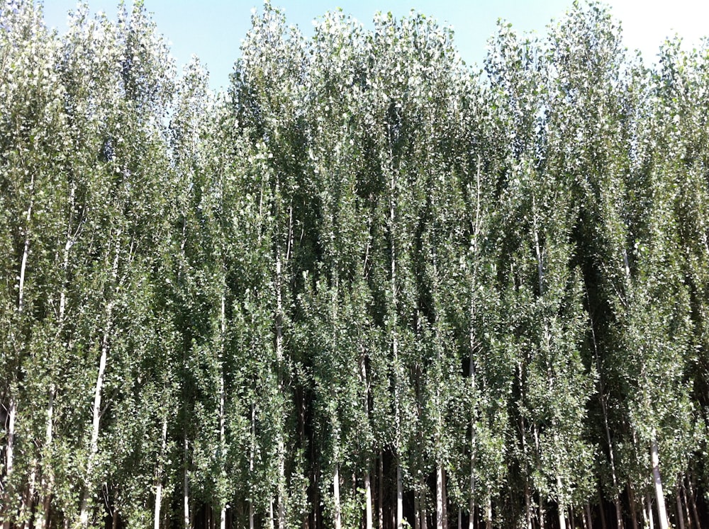 a large group of trees in a forest