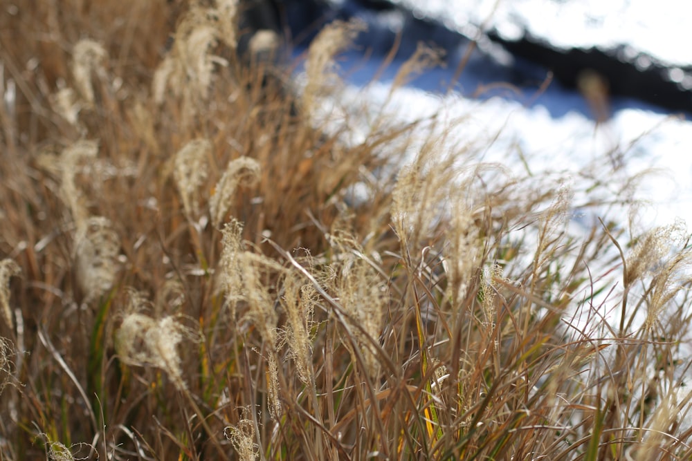 a close up of a field of grass with snow in the background