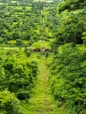 a lush green forest filled with lots of trees