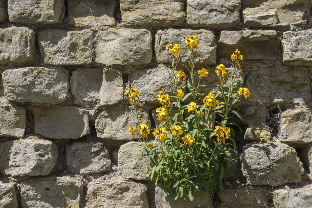 a bunch of yellow flowers growing out of a brick wall